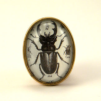 Beetle Juice - Vintage Scientific Beetle Insect Illustration Brooch