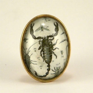 Scorpion Vintage Scientific Engraving Brooch